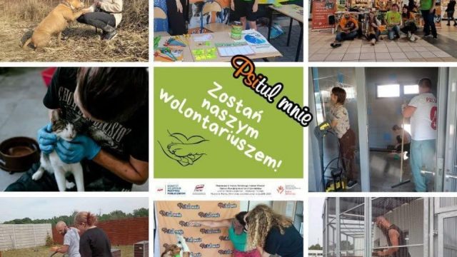 Rusza nabór dla wolontariuszy w schronisku Psitulmnie