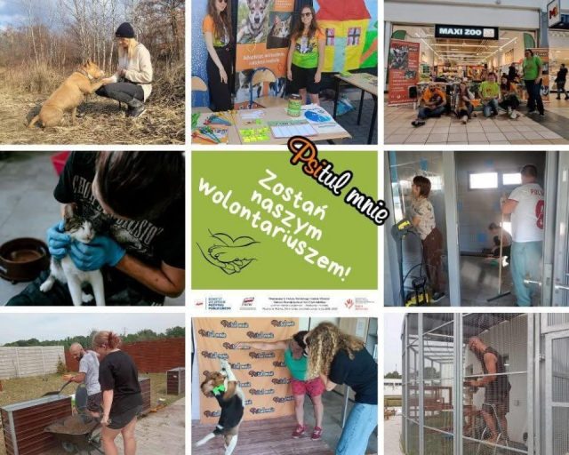 Rusza nabór dla wolontariuszy w schronisku Psitulmnie