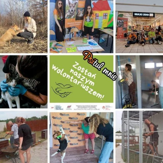 Rusza nabór dla wolontariuszy w schronisku Psitulmnie