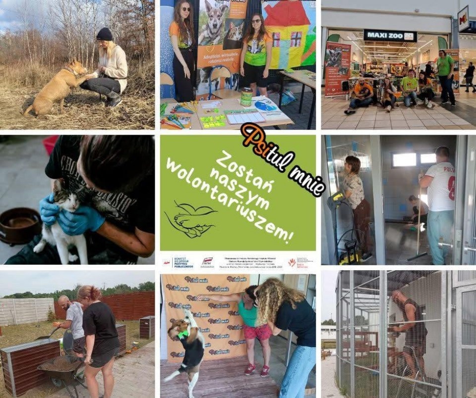 Rusza nabór dla wolontariuszy w schronisku Psitulmnie