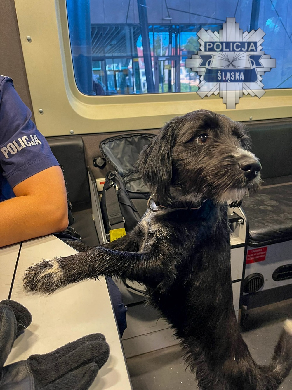Policjanci uratowali psa z ruchliwej ulicy w Zabrzu!