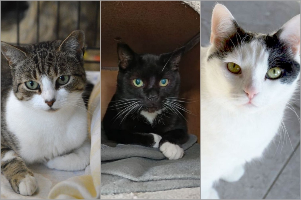 Ponad 100 kotów pod opieką – Psitulmnie apaeluje o pomoc!