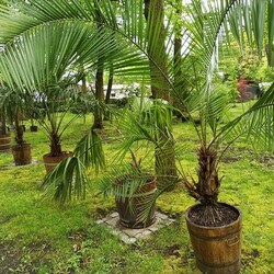 Ogród Botaniczny w Zabrzu