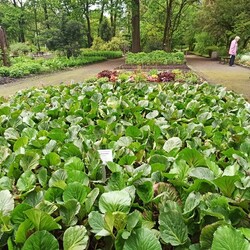 Ogród Botaniczny w Zabrzu