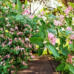 Ogród Botaniczny w Zabrzu