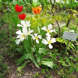 Otwarcie ogrodu botanicznego