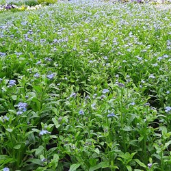 Otwarcie ogrodu botanicznego