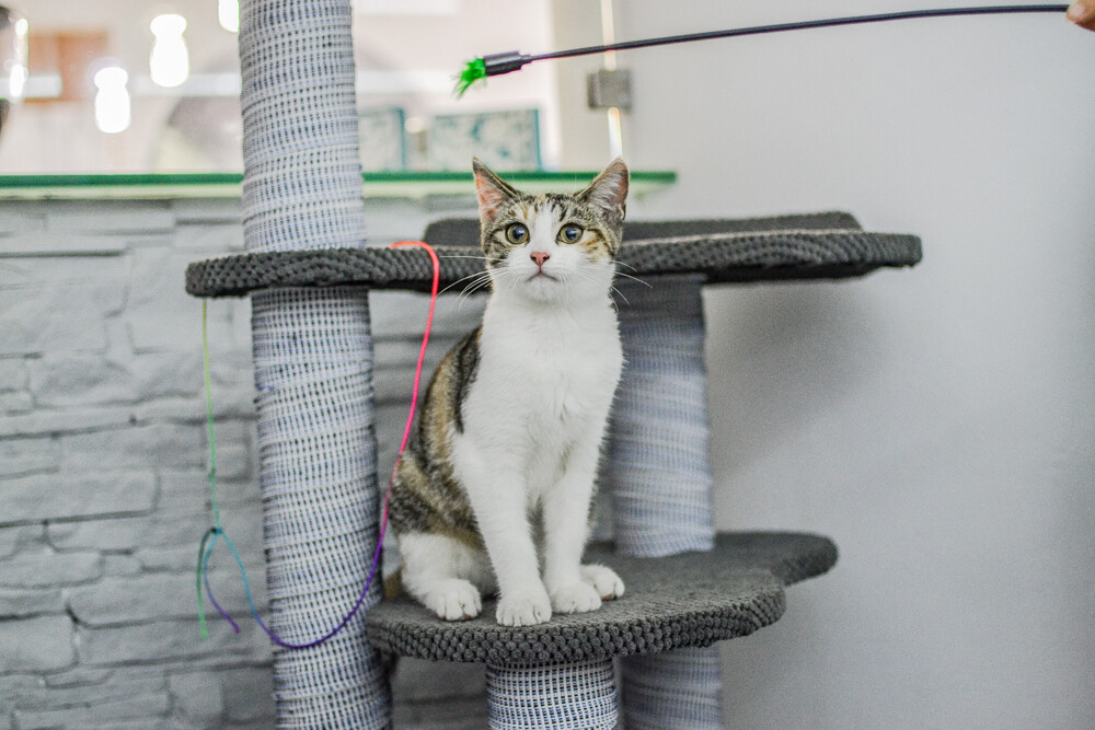 Byliśmy, zobaczyliśmy, kawę piliśmy. Jest dobrze, a ma być jeszcze lepiej! Nowy lokal - Mruczkowo - kocia kawiarnia, działa już na pełnych obrotach.