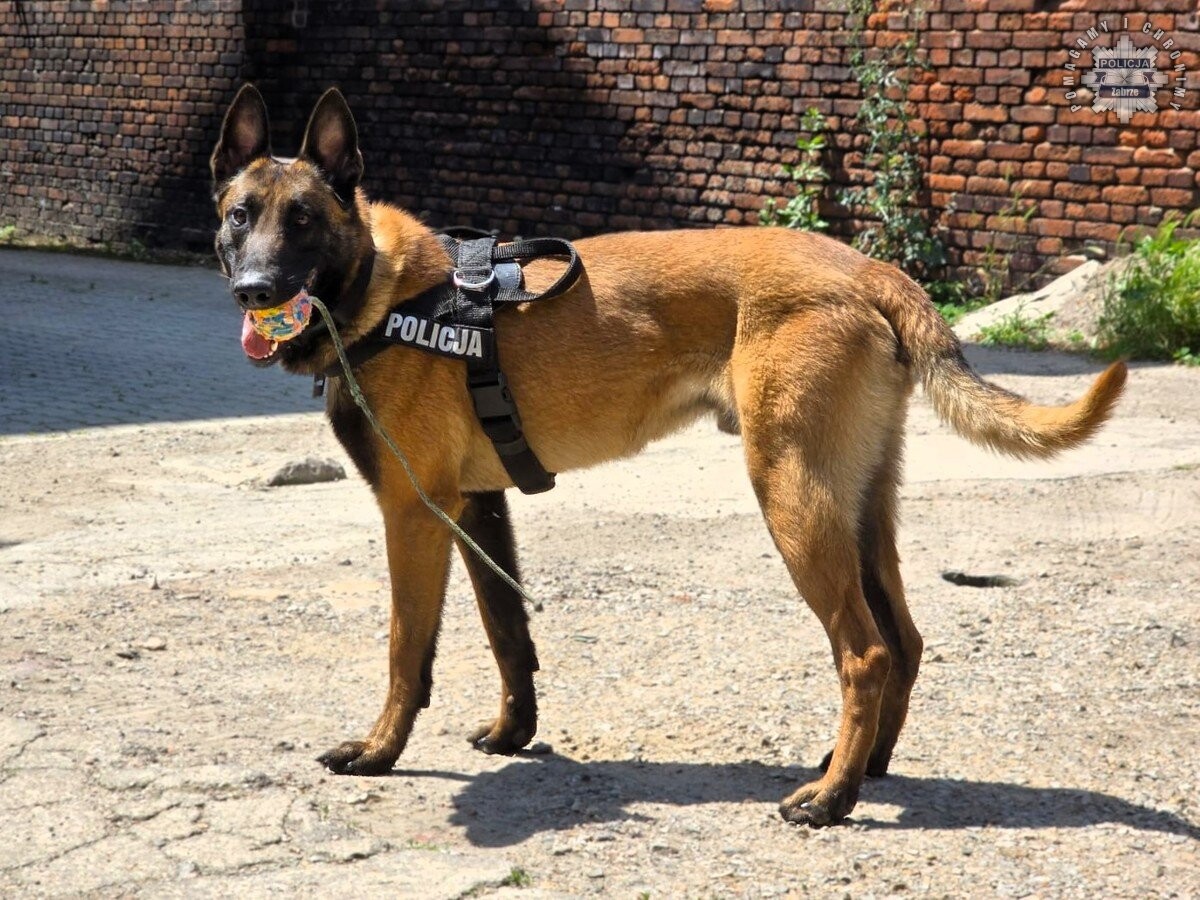 Nowy pies w zabrzańskiej Policji / fot. KMP Zabrze