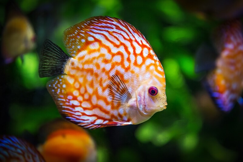 Oceanarium jednak nie dla Zabrza