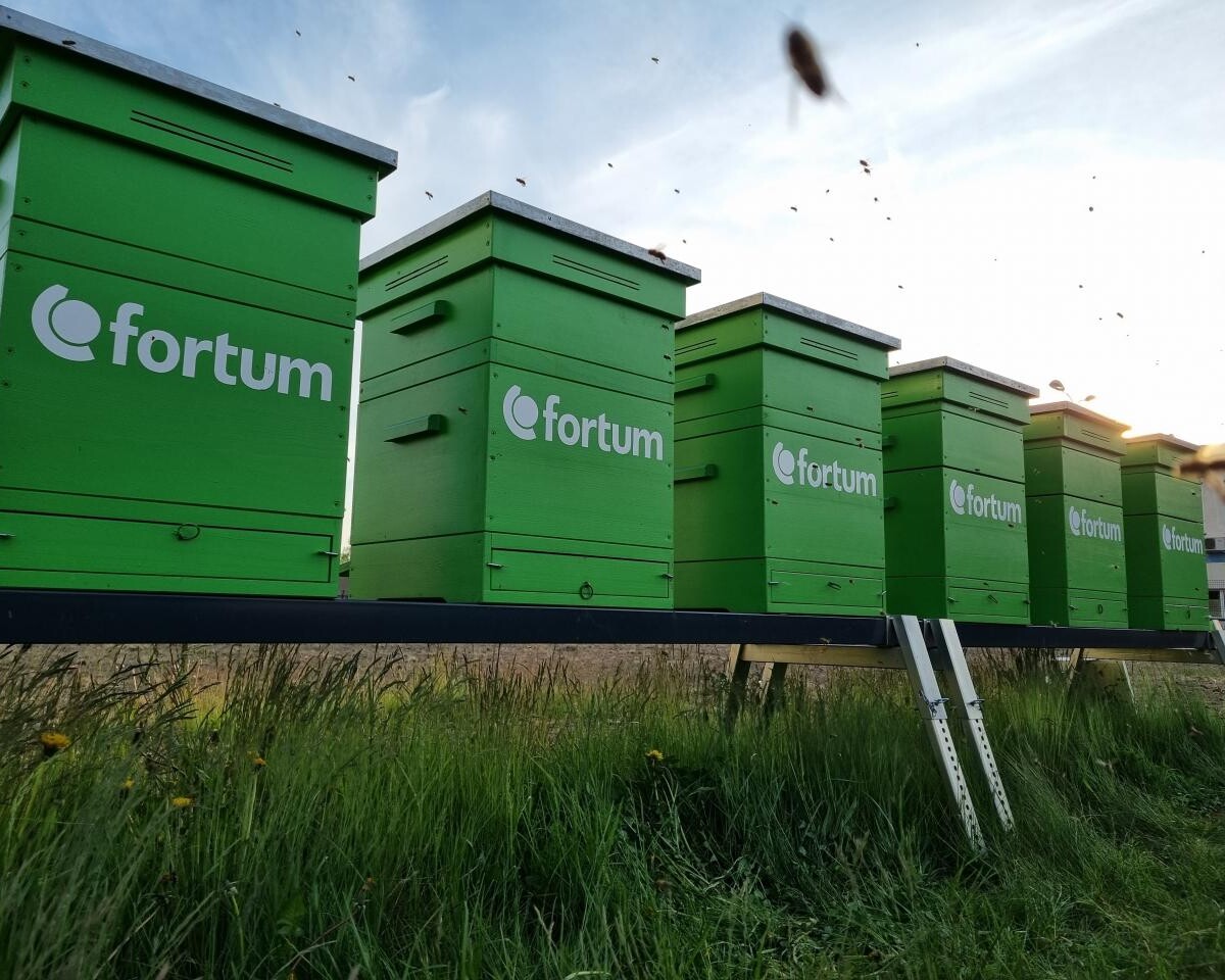 Pszczoły z elektrociepłowni Fortum w Zabrzu, po pracowitym sezonie, przygotowują się do jesienno-zimowego odpoczynku / fot. Fortum Polska