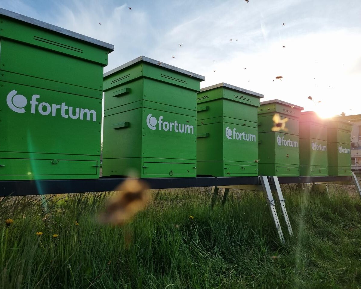 Pszczoły z elektrociepłowni Fortum w Zabrzu, po pracowitym sezonie, przygotowują się do jesienno-zimowego odpoczynku / fot. Fortum Polska