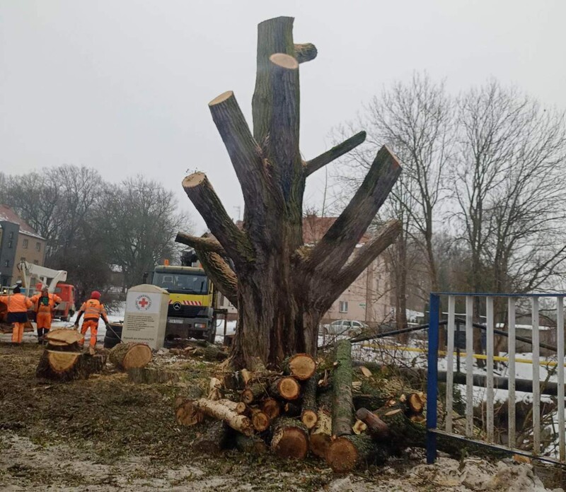 Topola w Rokitnicy ścięta. Miasto się tłumaczy