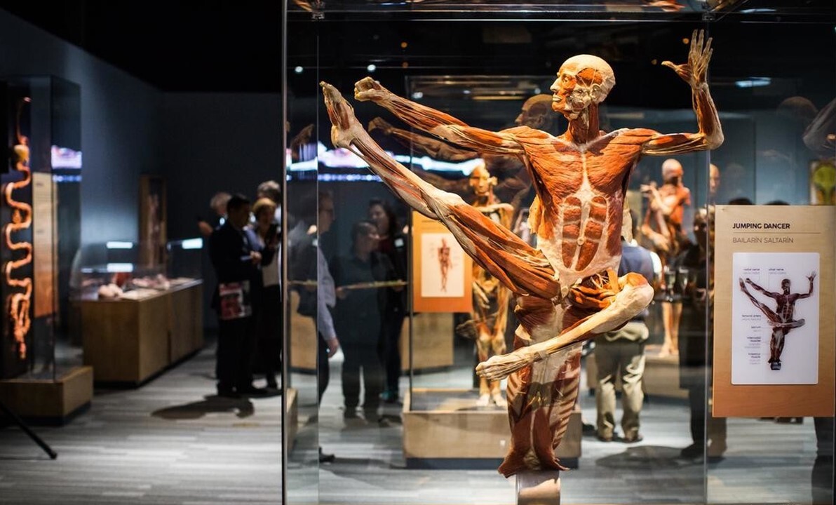 Wystawa BODY WORLDS powraca do Katowic z now&#261; ekspozycj&#261;!